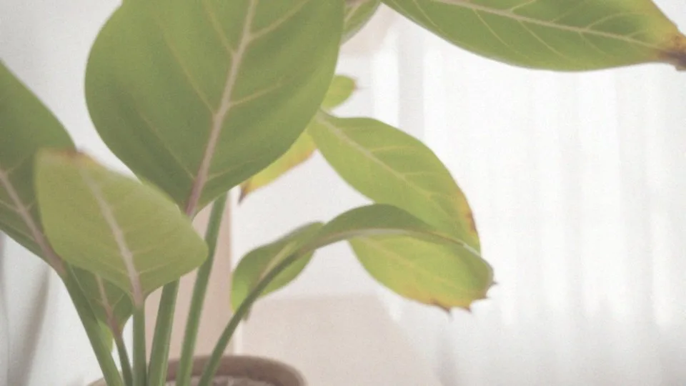 Czy zbyt niska wilgotność powietrza wpływa na kondycję liści syngonium?