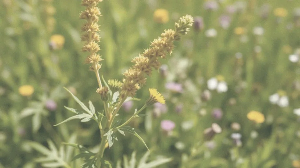 Jak usunąć przekwitłe kwiatostany złotokapu?