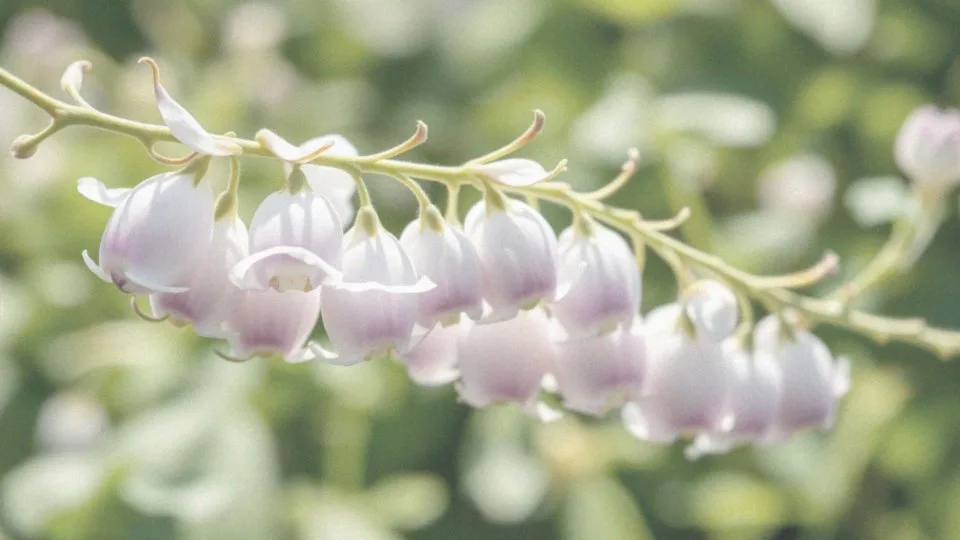 Kiedy groszek pachnący kwitnie?