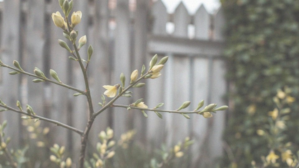 Jakie są metody przycinania forsycji na pniu?