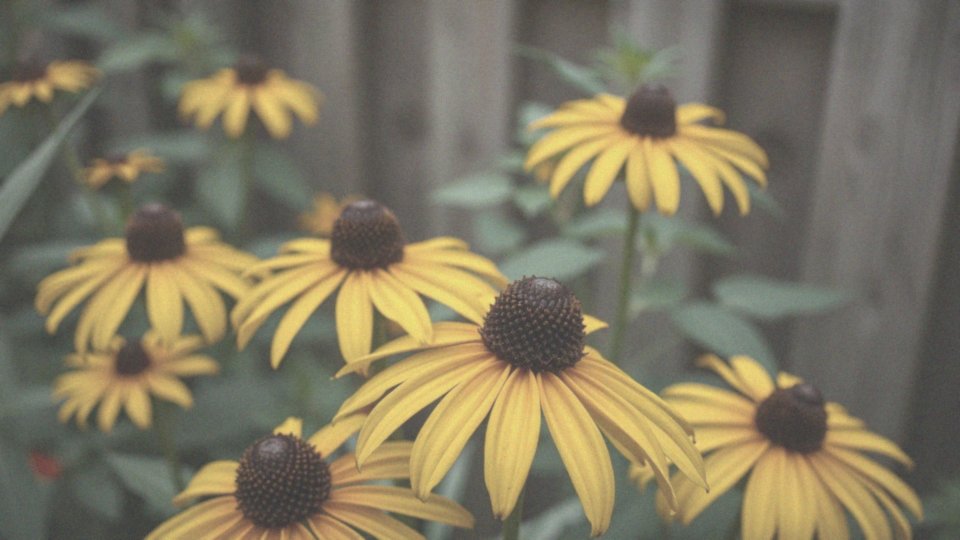 Jakie kwiaty ma rudbekia?