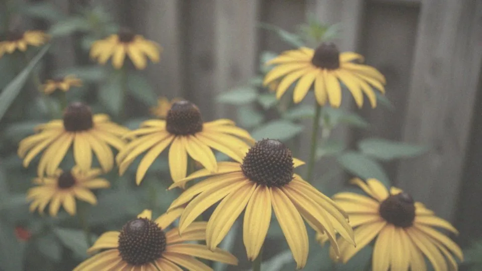 Jakie kwiaty ma rudbekia?