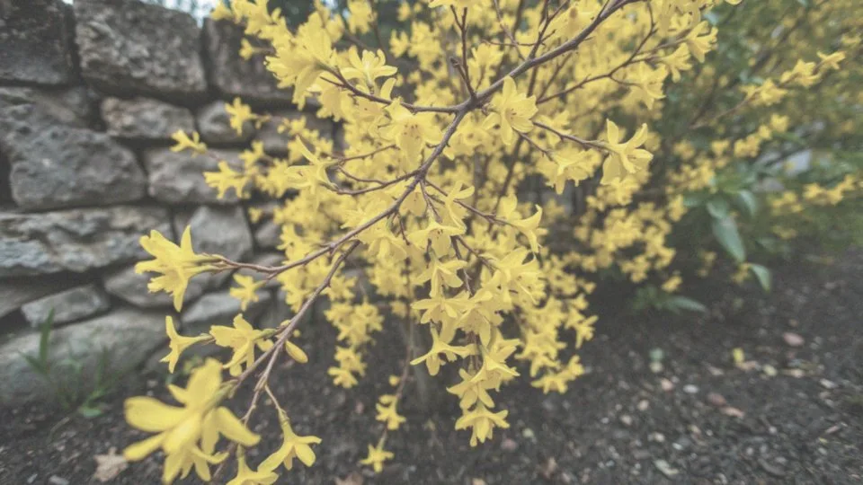 Jakie są najczęstsze problemy przy uprawie forsycji?