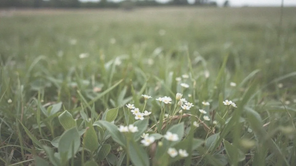 Jakie są możliwe konsekwencje zdrowotne związane z żyworódka trującą?