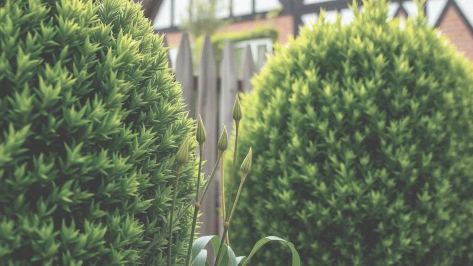 Jakie tempo wzrostu mają poszczególne gatunki na żywopłot?
