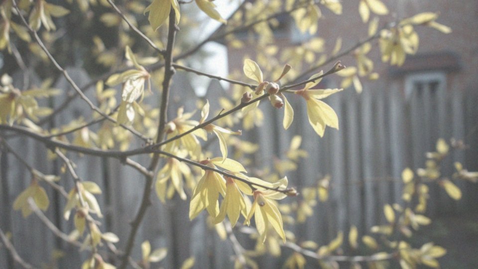 Forsycja po przekwitnięciu – pielęgnacja i cięcie